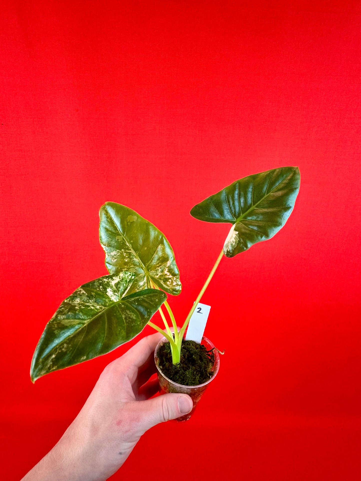 Alocasia Macrorrhiza Variegata