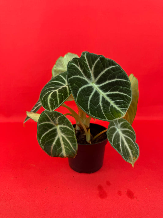 Alocasia reginula 'Ninja - LUplnts