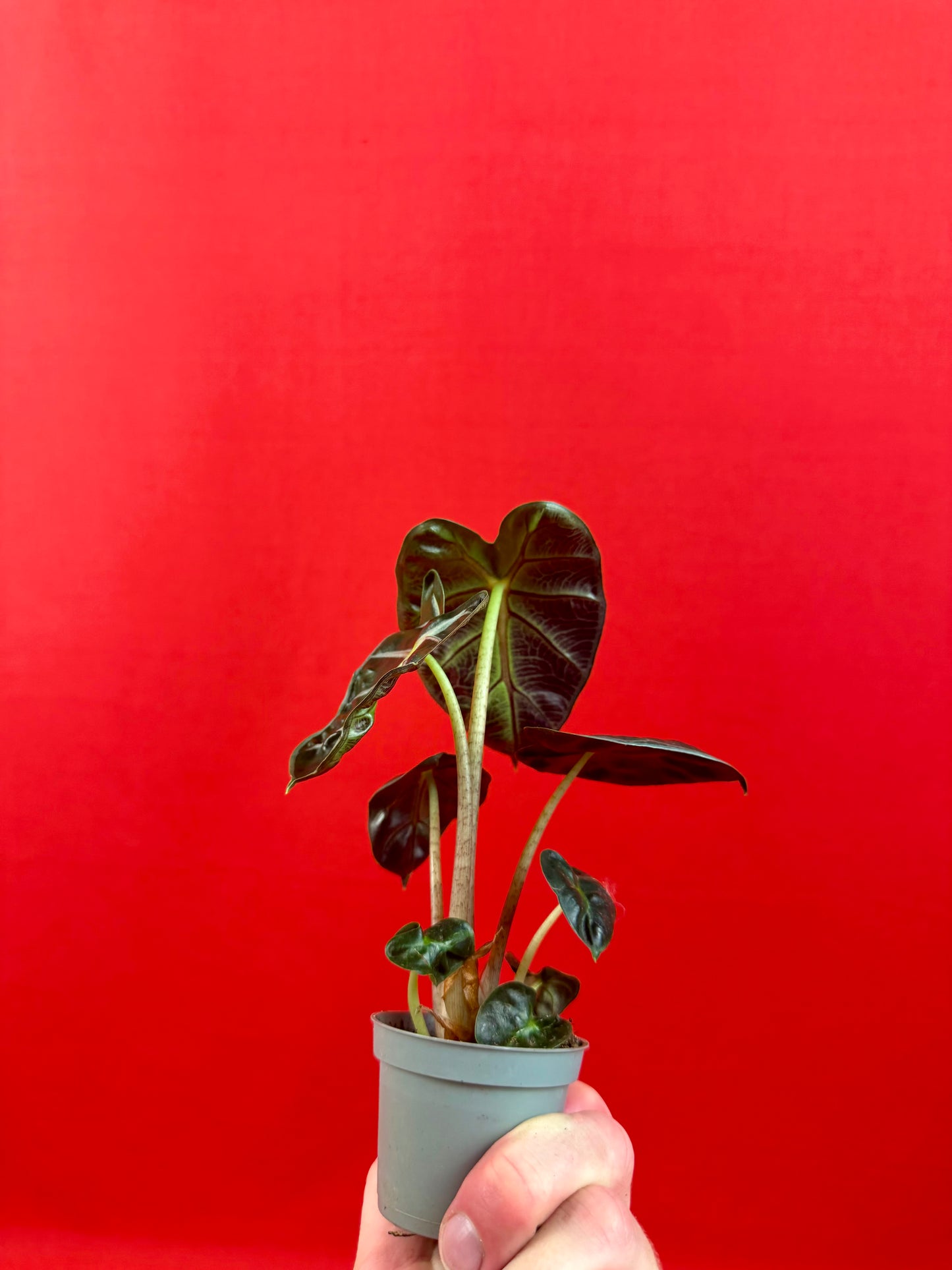 Alocasia 'Balloon Heart' (s)