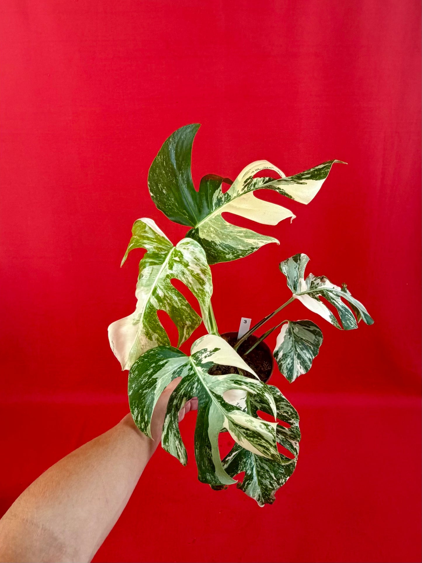 Monstera Deliciosa Variegata