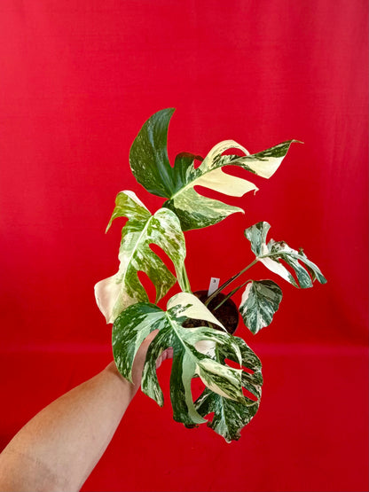 Monstera Deliciosa Variegata