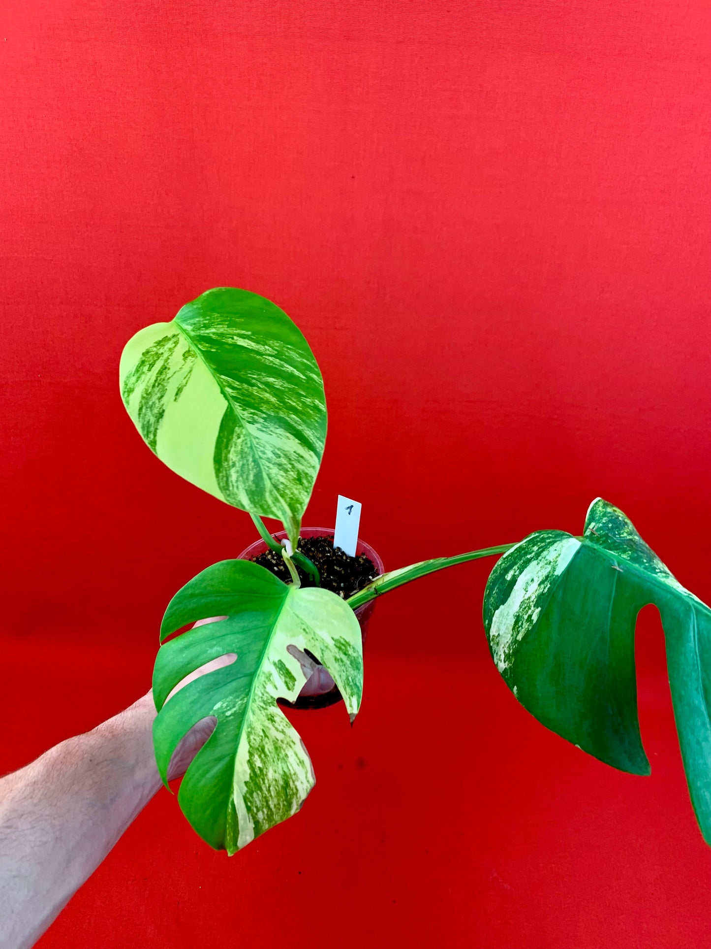 Monstera Deliciosa Aurea