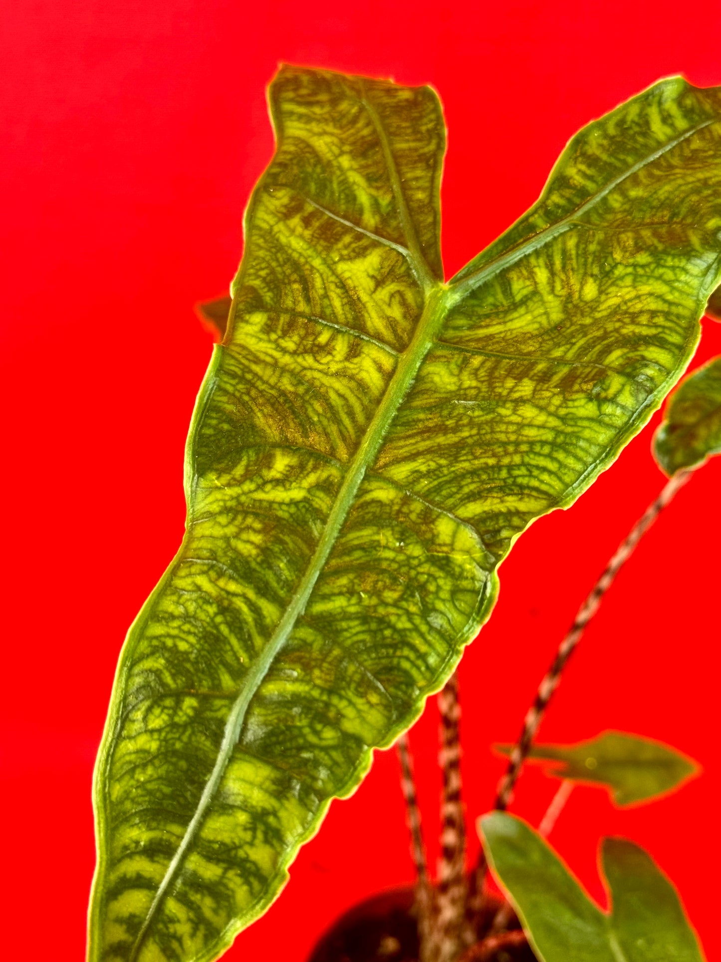 Alocasia Zebrina reticulata