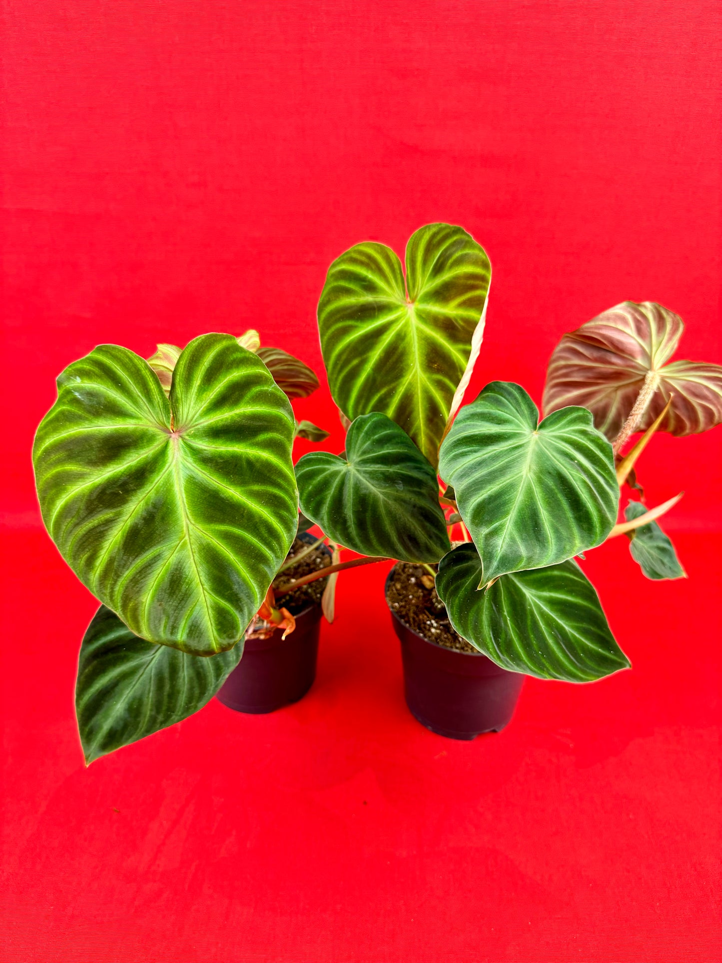 Philodendron verrucosum 'Incensi' - LUplnts