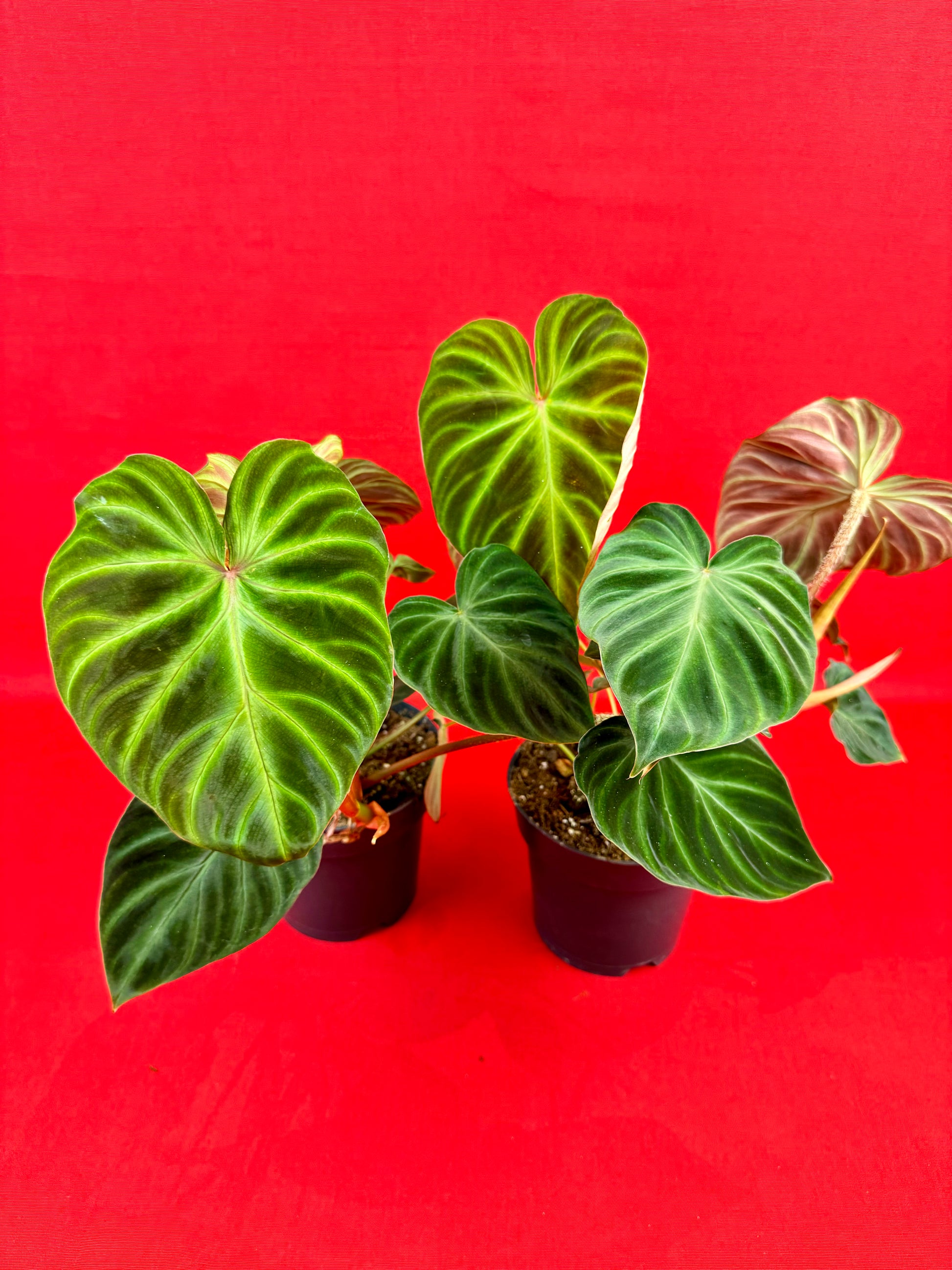 Philodendron verrucosum 'Incensi' - LUplnts