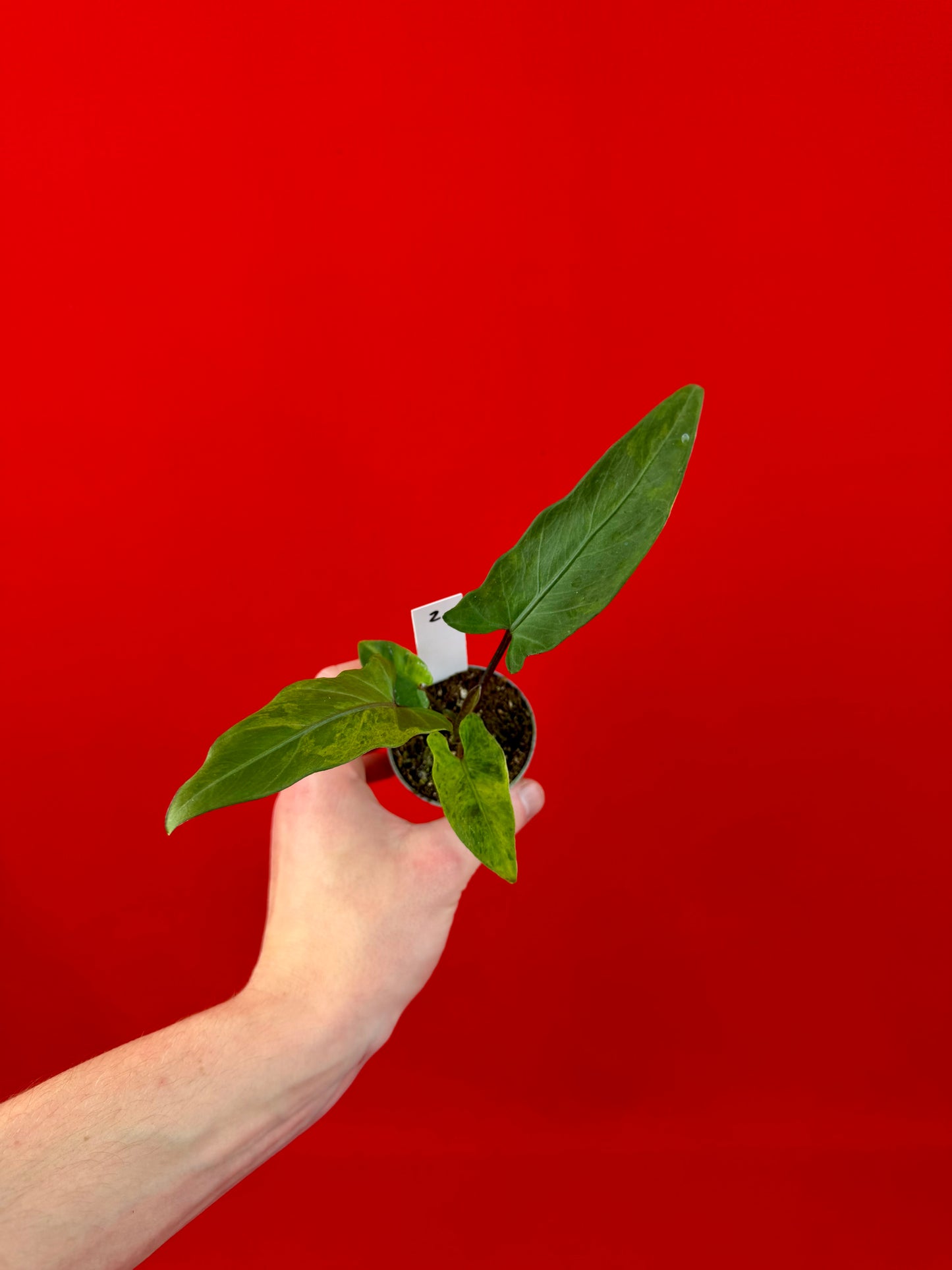 Alocasia lauterbachiana 'Variegata' (s)