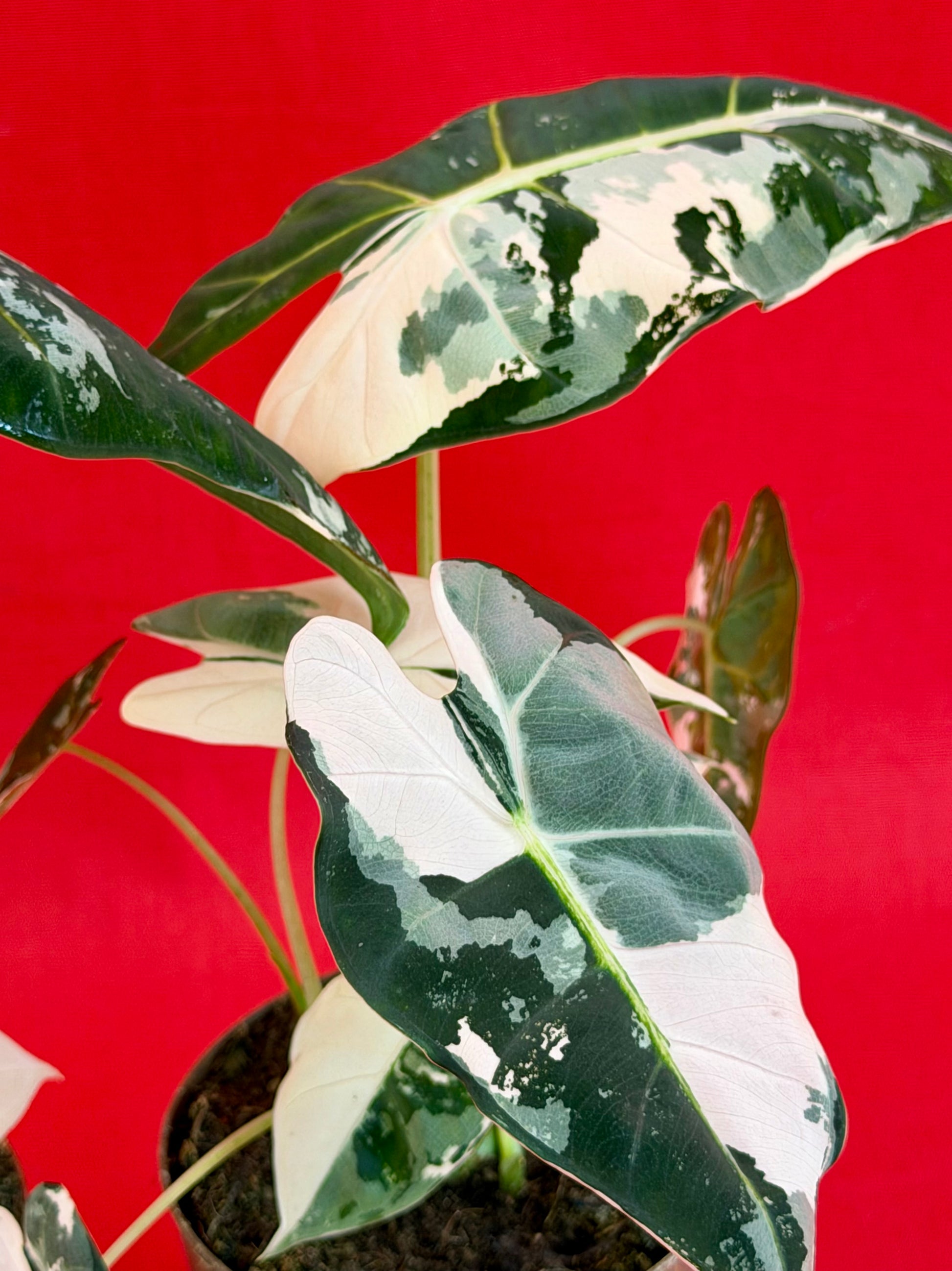 Alocasia micholitziana ‚Frydek Variegata‘ - LUplnts
