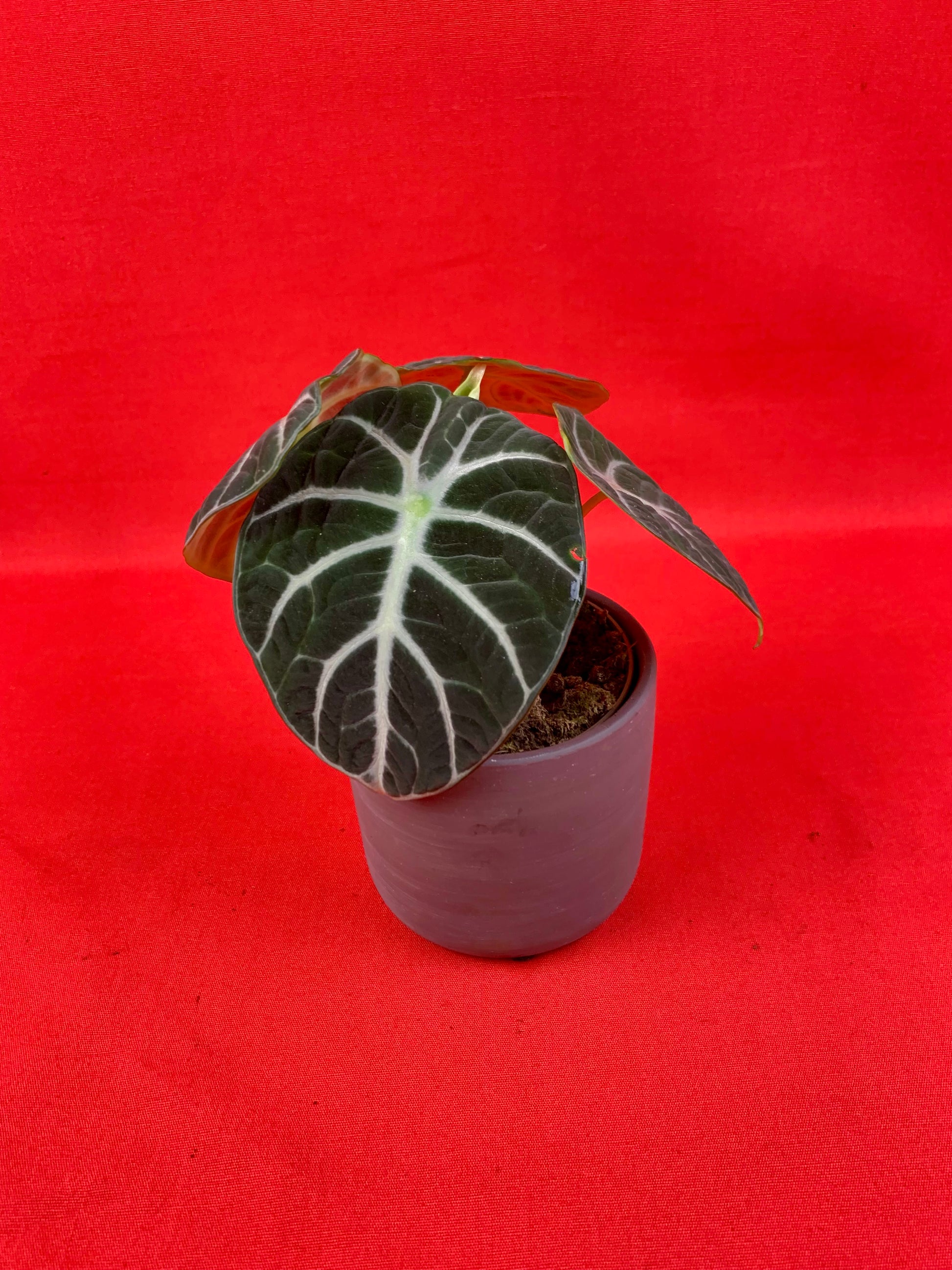 Alocasia Ninja (incl. pot) - LUplnts