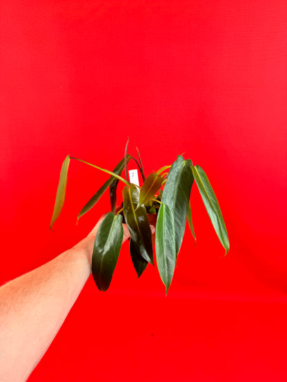 Philodendron Spiritus-Sancti