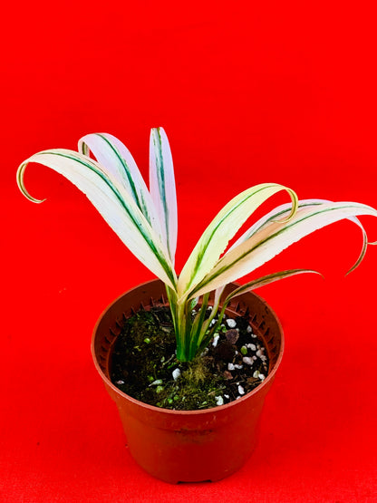 Epipremnum Amplissimum Variegata - LUplnts