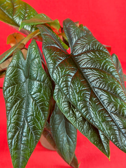 Alocasia Scalprum