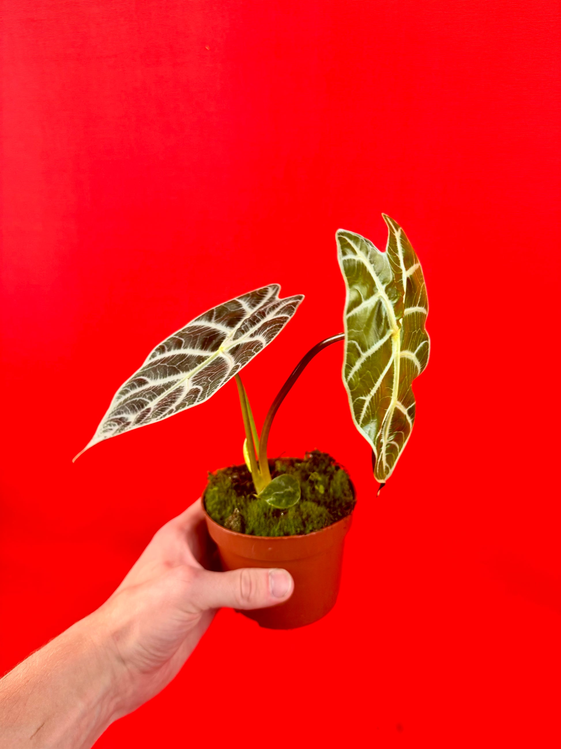 Alocasia wataonia ‘Big Form’ - LUplnts