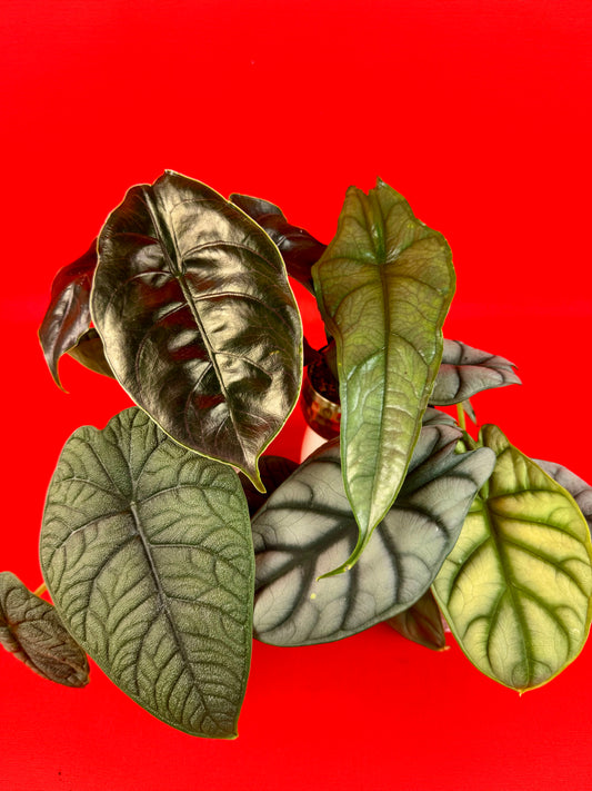 Alocasia (s) Bundle