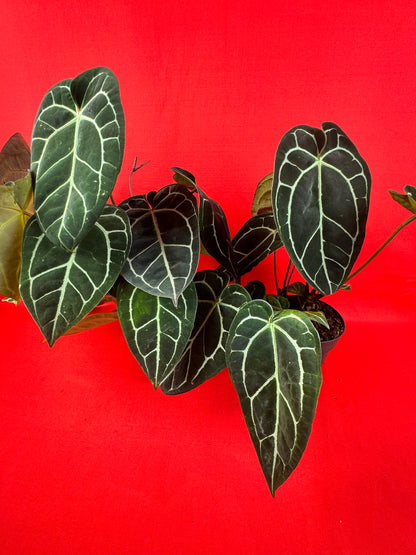Anthurium Crystallinum XL
