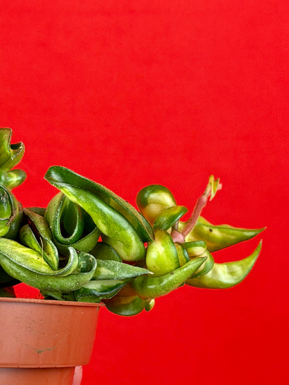 Hoya Carnosa ‘Compacta Mauna Loa‘