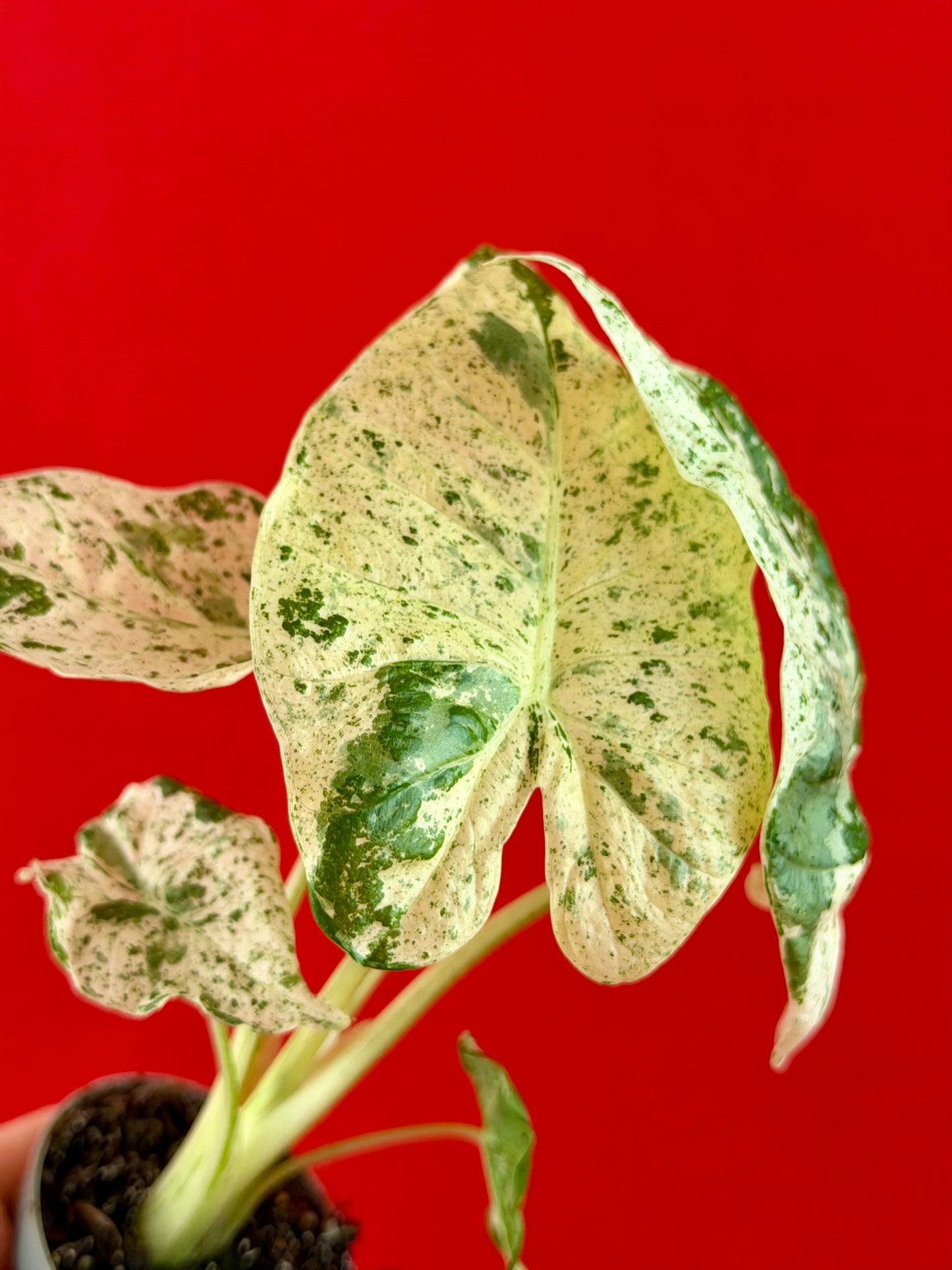 Alocasia macrorrhizos 'Camouflage' (s)