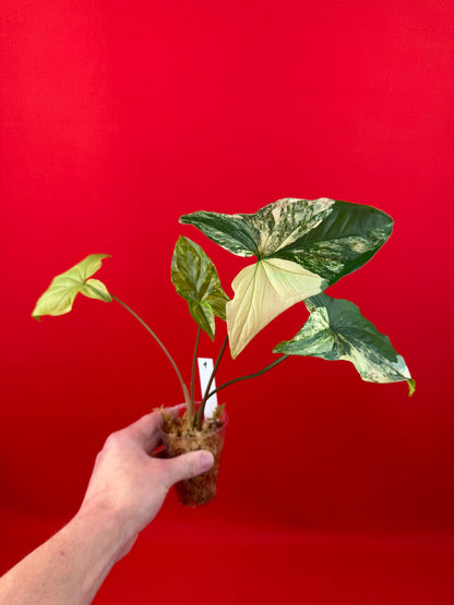 Syngonium Variegata (s) - LUplnts
