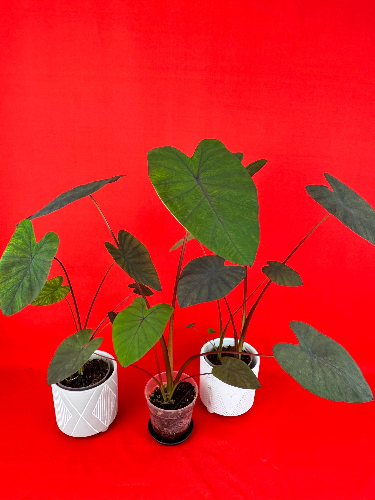 Colocasia Black Magic