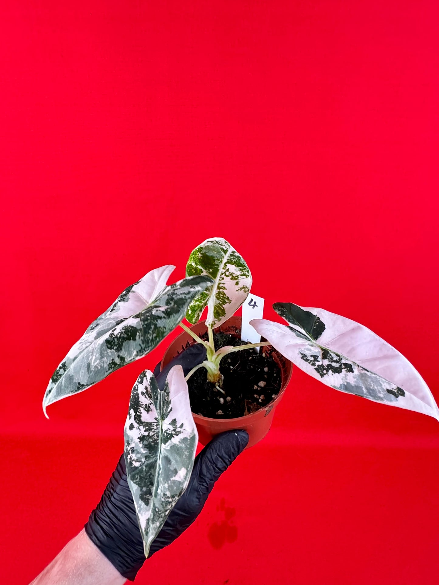 Alocasia micholitziana Frydek Variegata