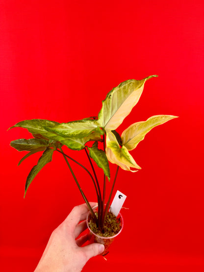 Syngonium Angustatum Variegata