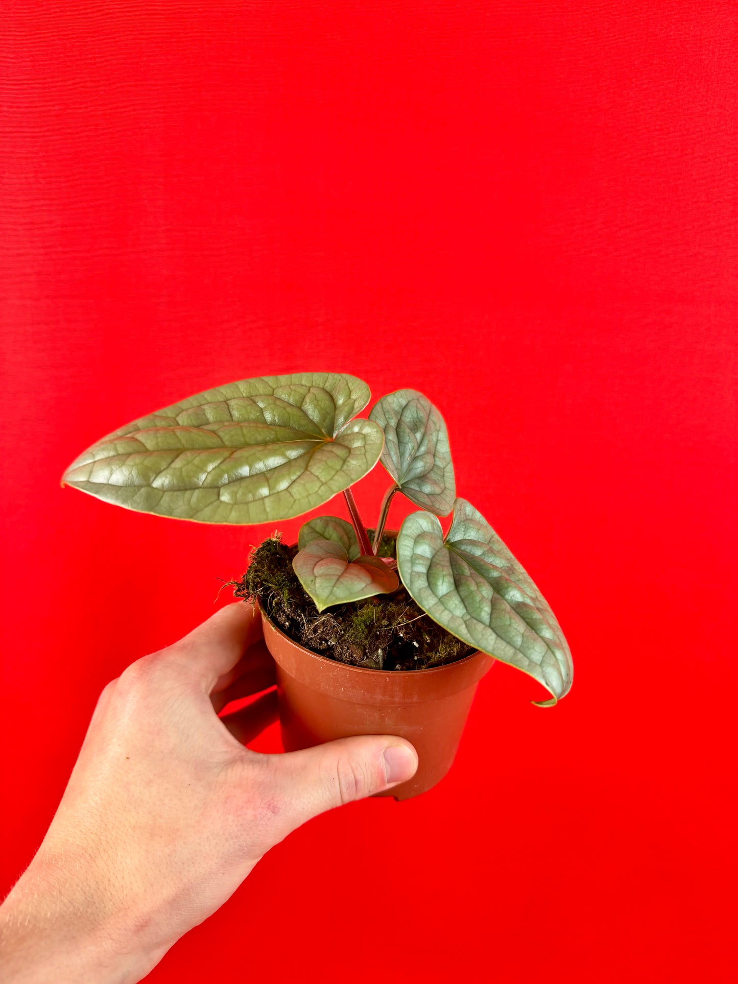 Anthurium luxurians