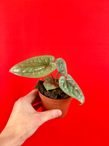 Anthurium luxurians