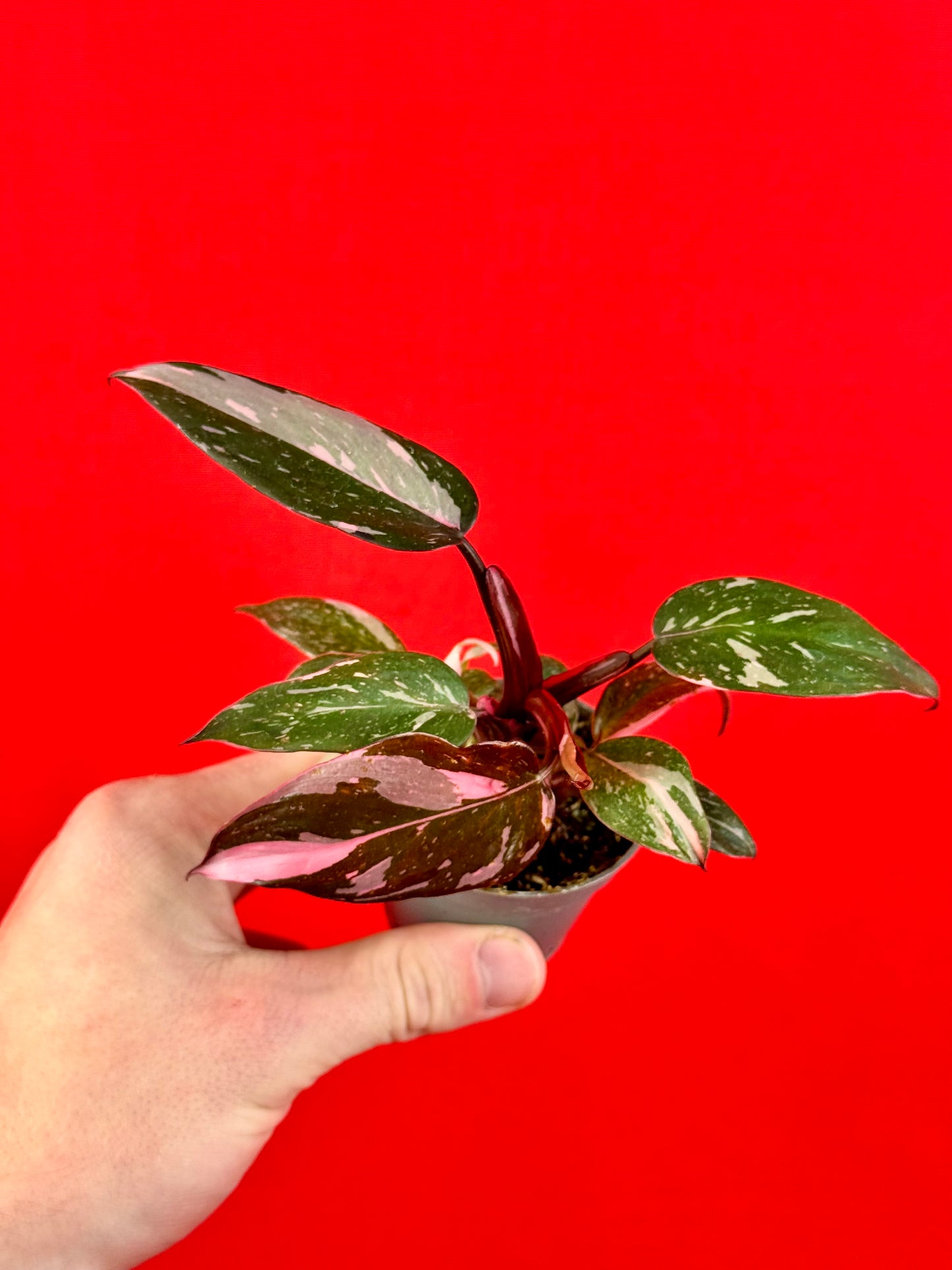 Philodendron Bundle (s)