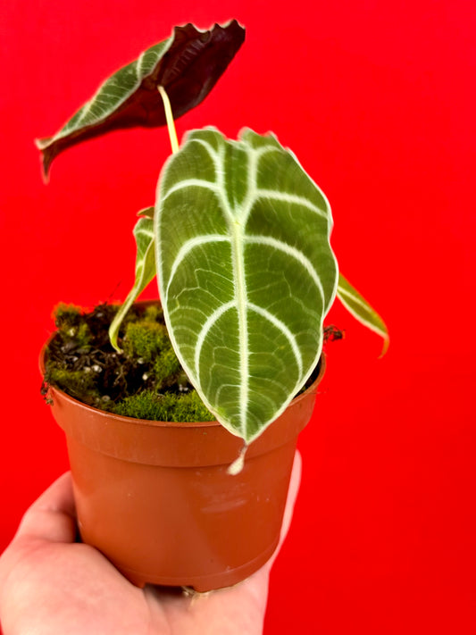 Alocasia watsoniana