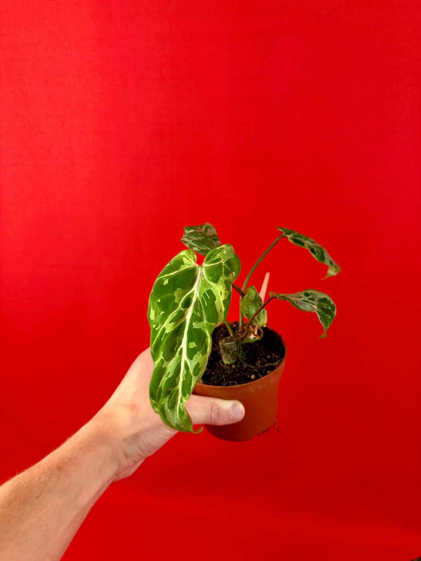 Philodendron Gloriosum ‘Snow Leopard’