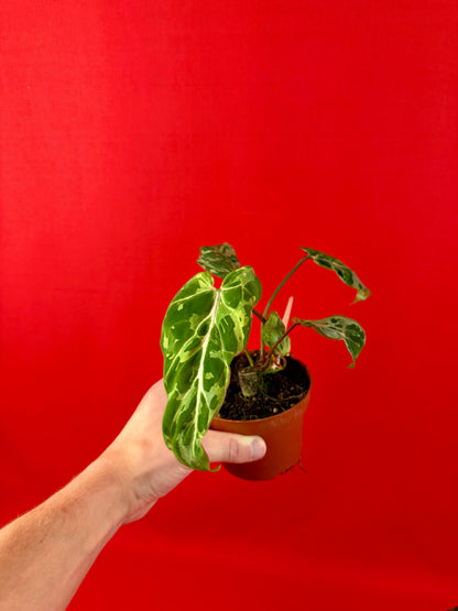 Philodendron Gloriosum ‘Snow Leopard’