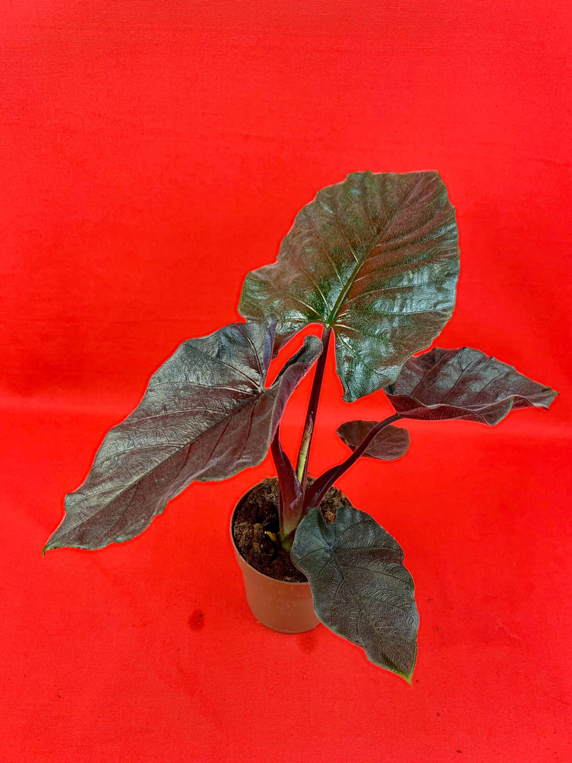 Alocasia Antoro Velvet - LUplnts