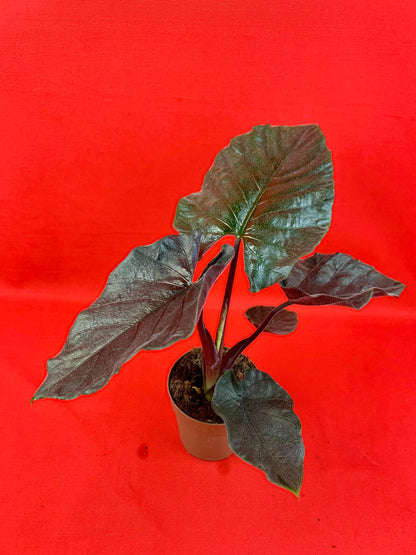 Alocasia Antoro Velvet - LUplnts