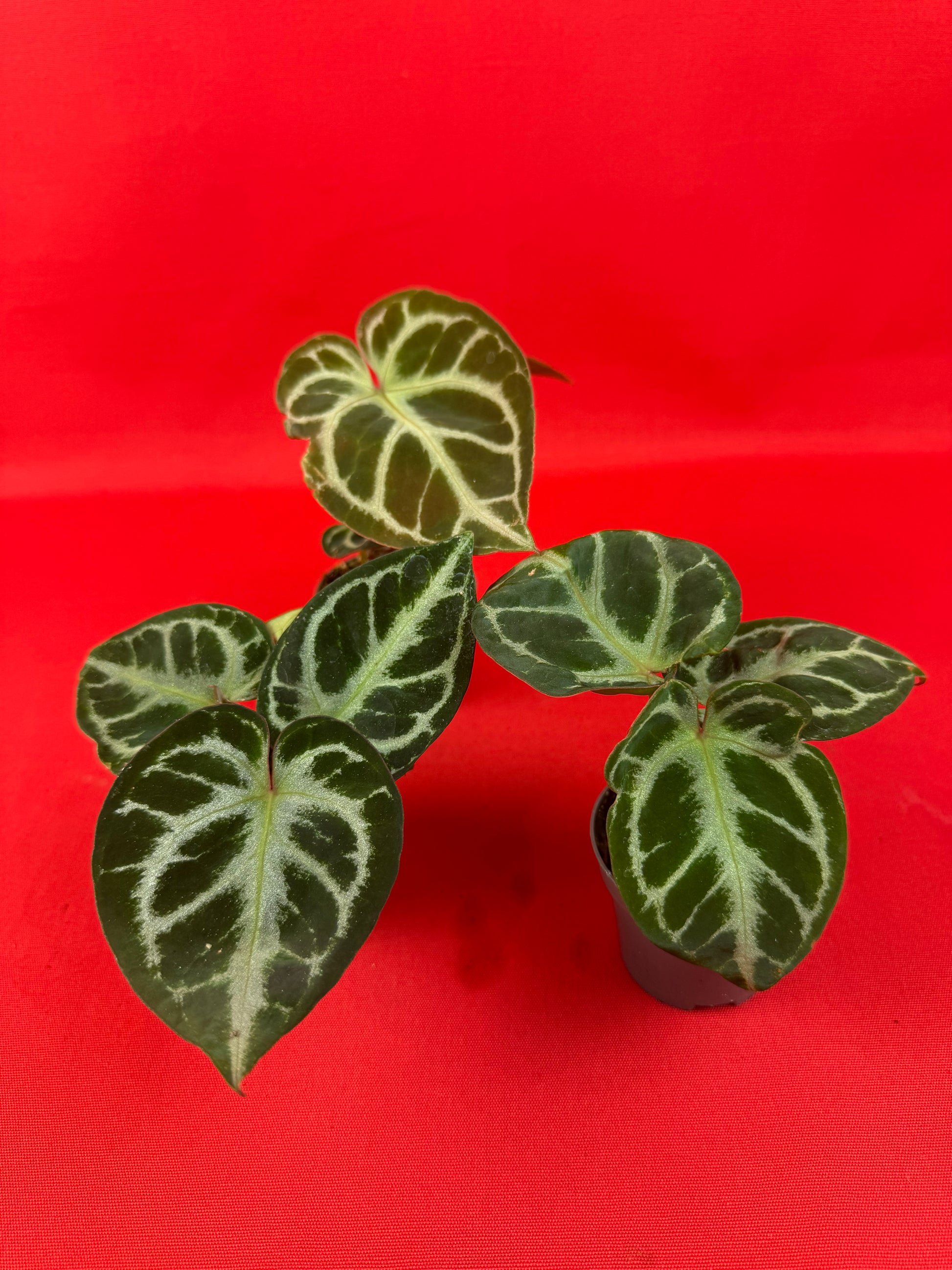 Anthurium Silver Blush (s) - LUplnts