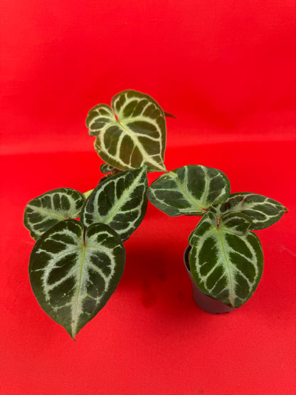 Anthurium Silver Blush (s) - LUplnts