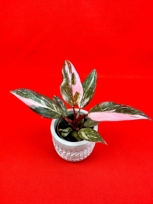 Philodendron 'Pink Princess Marble' (s) - LUplnts