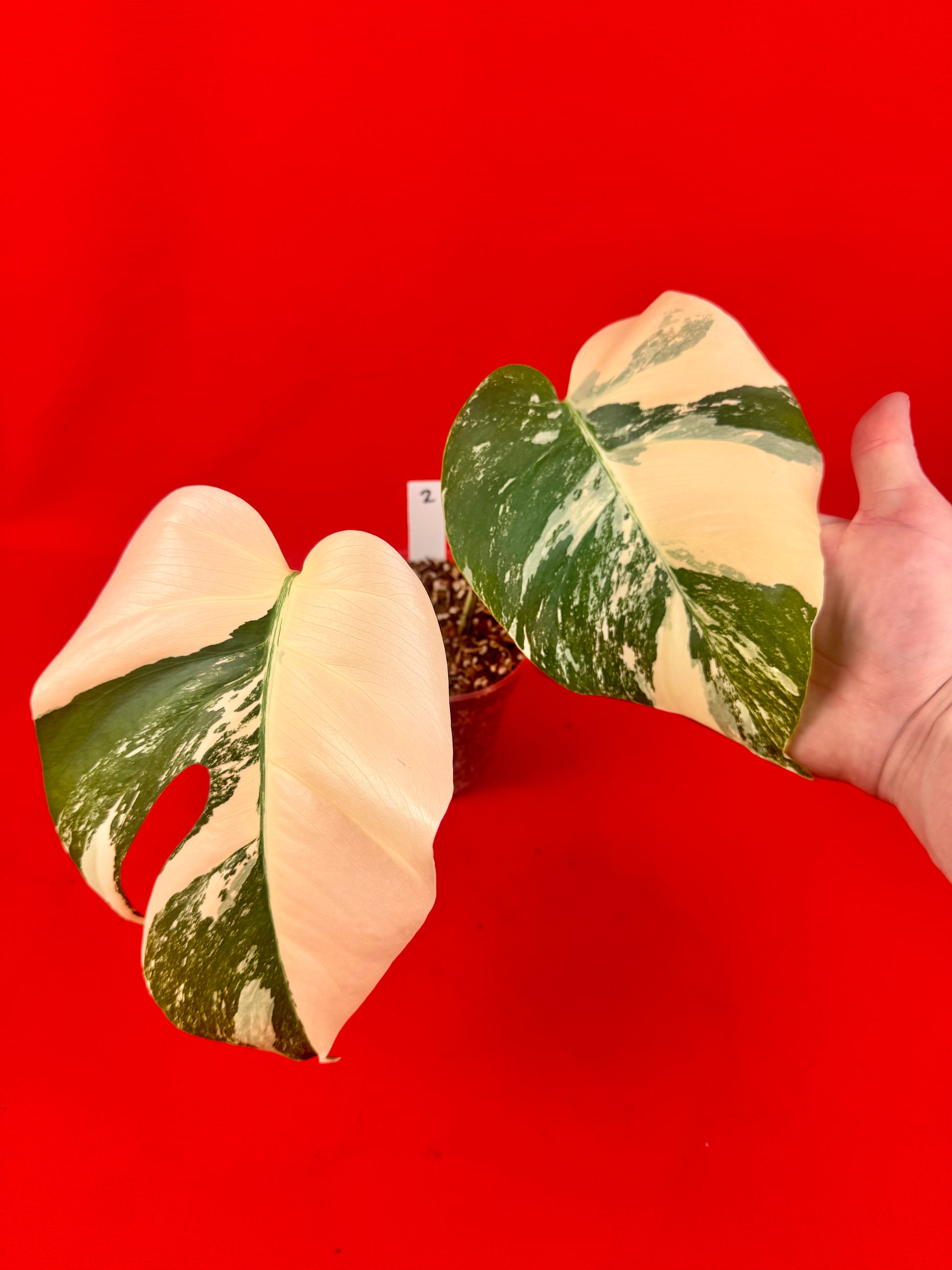 Monstera Deliciosa Variegata - LUplnts