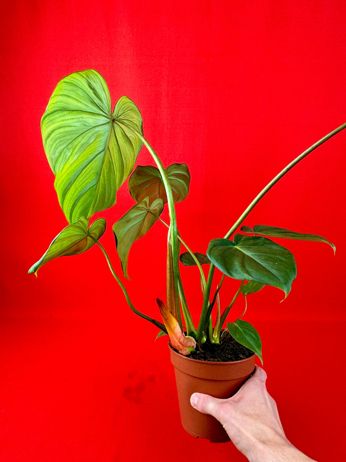 Philodendron Pastazanum