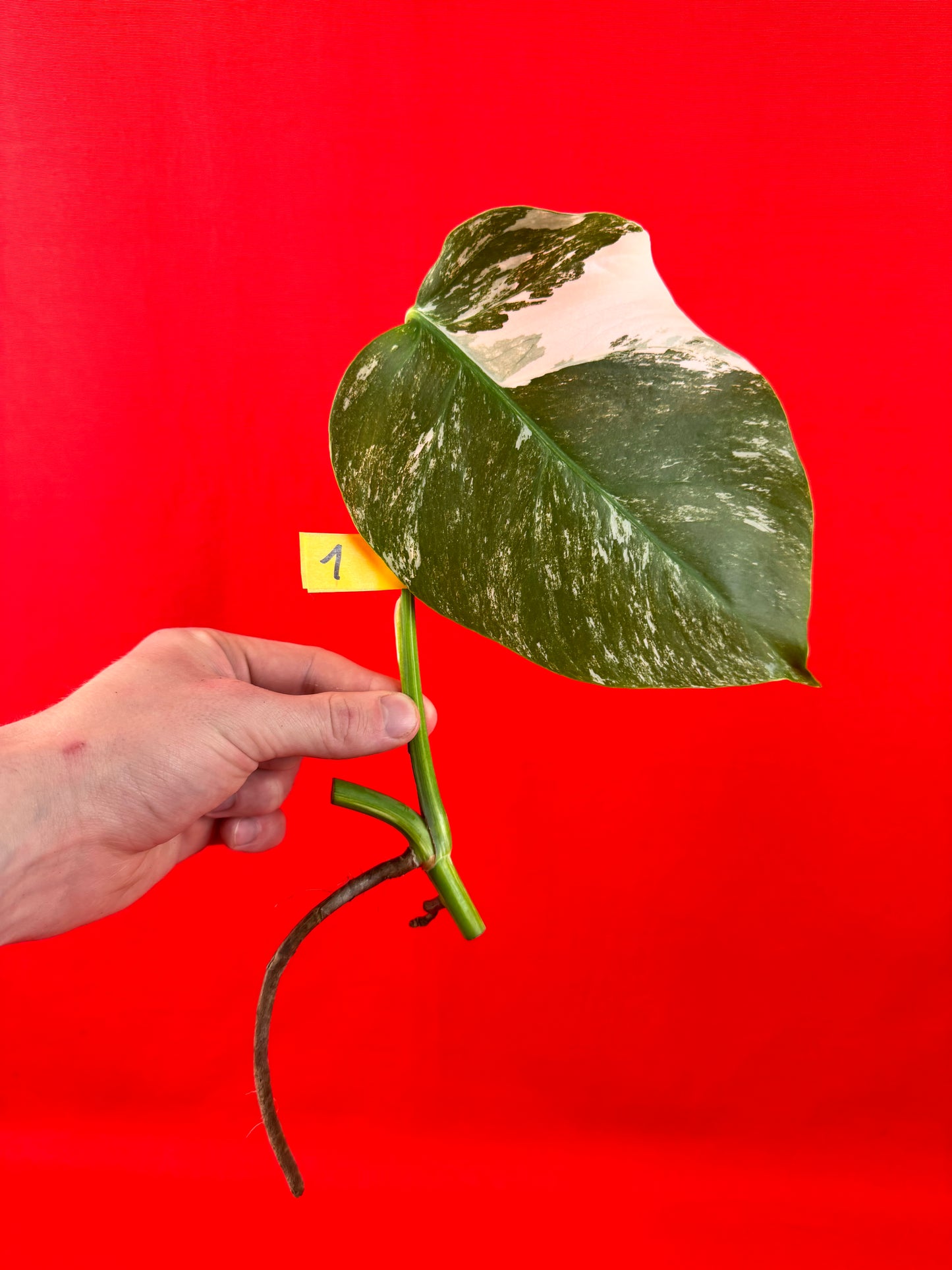 Monstera Deliciosa Variegata (cutting) - LUplnts