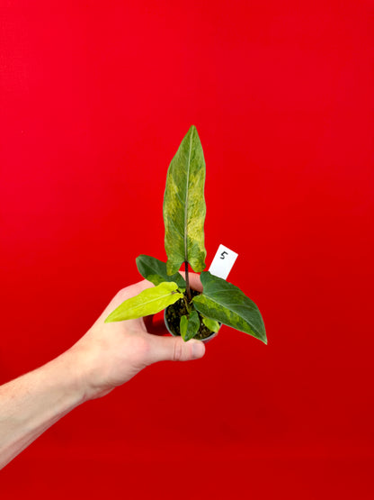 Alocasia lauterbachiana 'Variegata' (s)