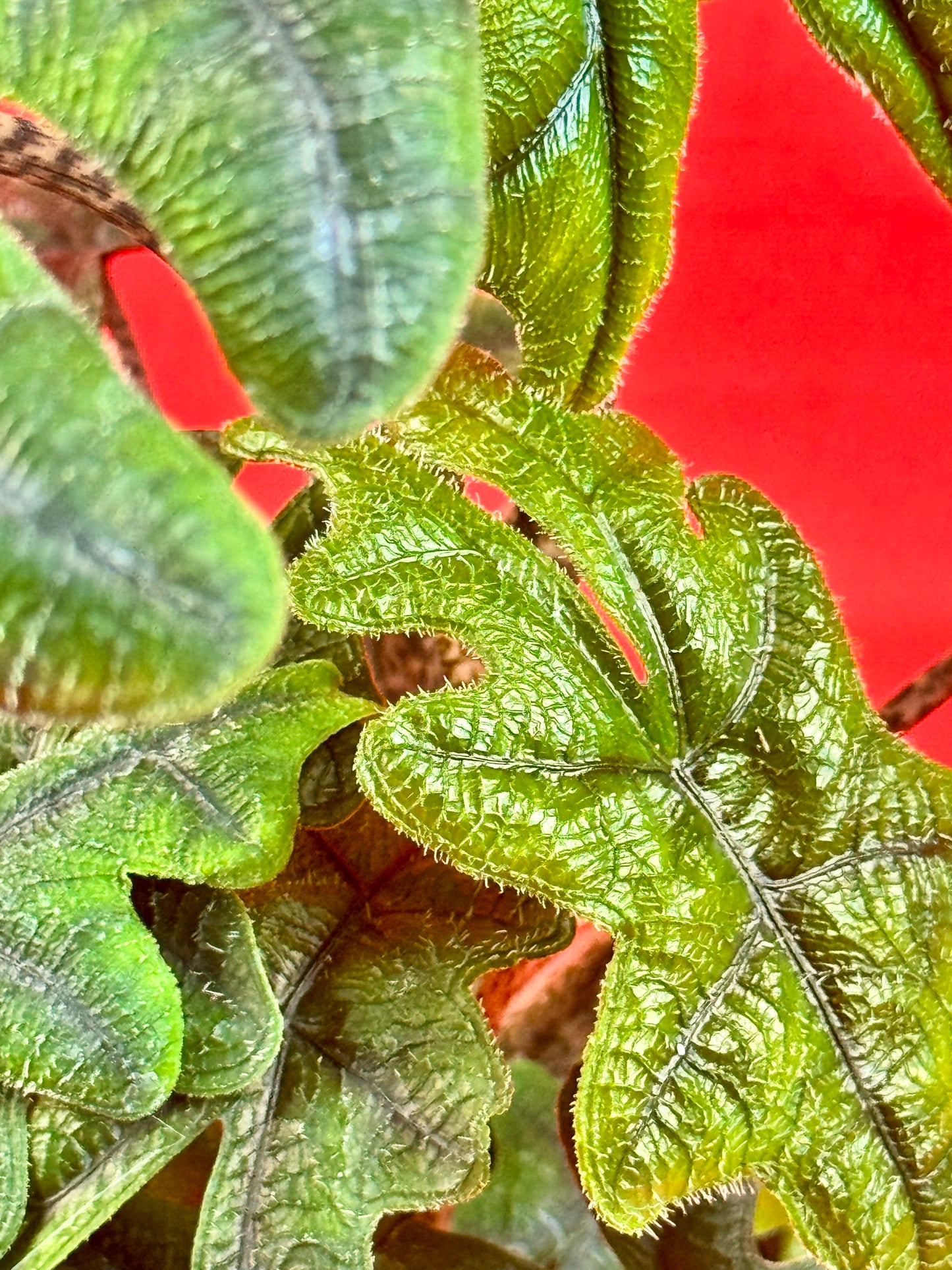 Alocasia Jacklyn