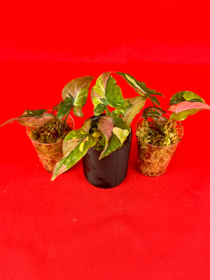 Syngonium Red Spot Tricolor (s) - LUplnts