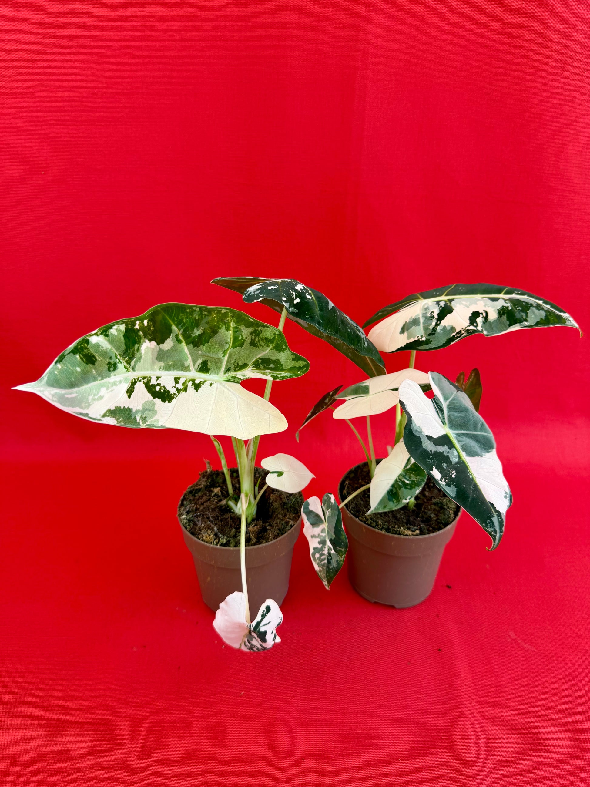Alocasia micholitziana ‚Frydek Variegata‘ - LUplnts