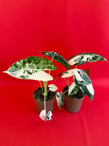 Alocasia micholitziana ‚Frydek Variegata‘ - LUplnts