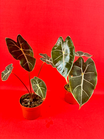 Alocasia suhirmaniana - LUplnts