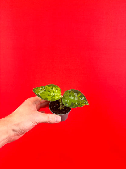 Aglaonema Pictum Tricolor (s)