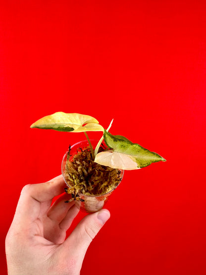 Syngonium Angustatum Variegata (s)