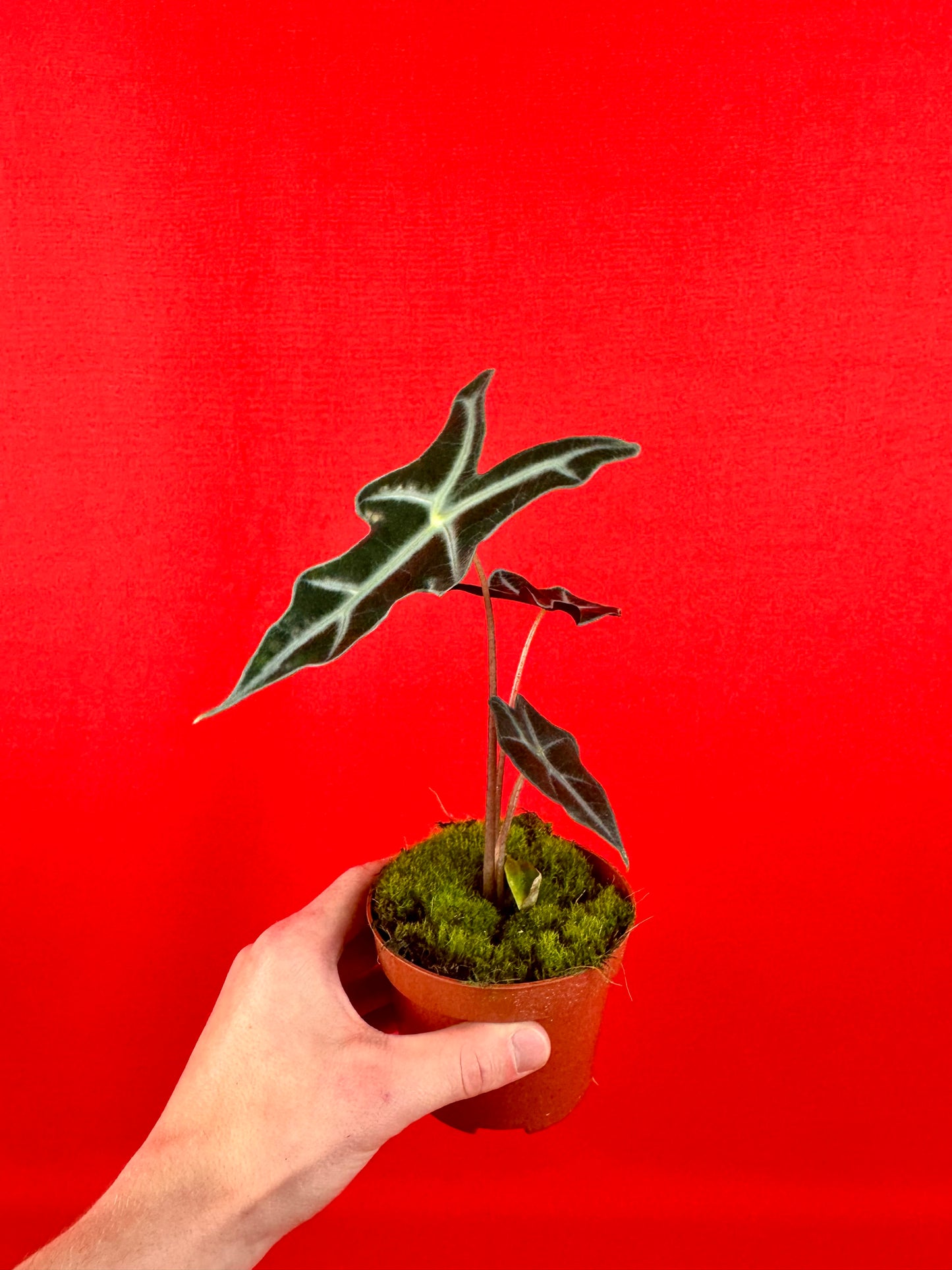 Alocasia Sanderiana Nobilis