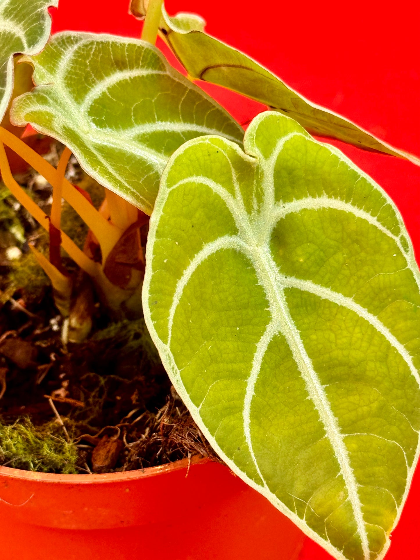 Alocasia watsoniana