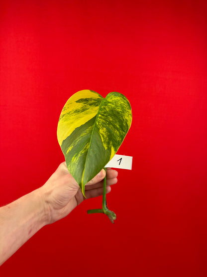 Monstera Deliciosa Aurea (cutting) - LUplnts