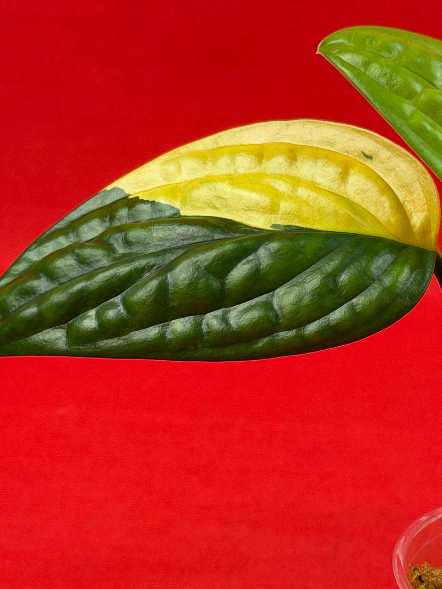 Monstera Peru Variegata (s) - LUplnts